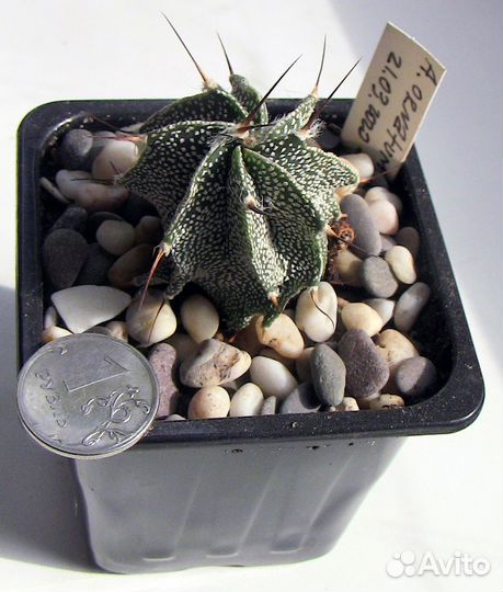 Кактусы Astrophytum
