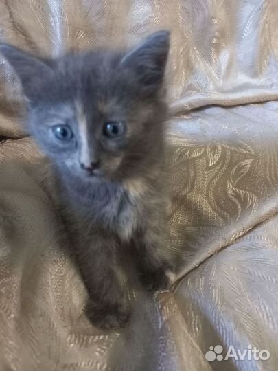 Котик