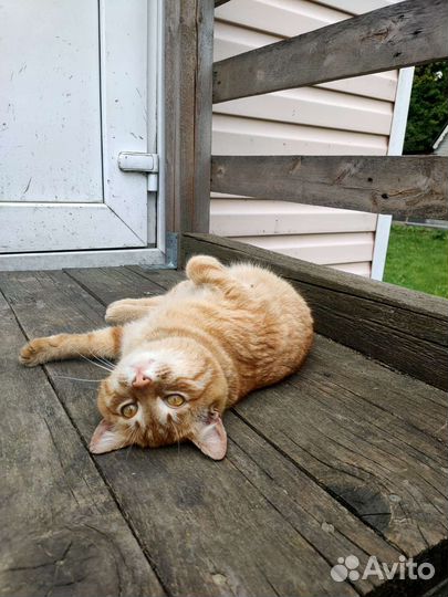 Кот в добрые руки