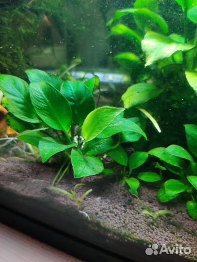 Растения для аквариума (мха пока нет)