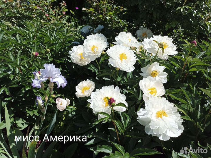 Пион Мисс Америка