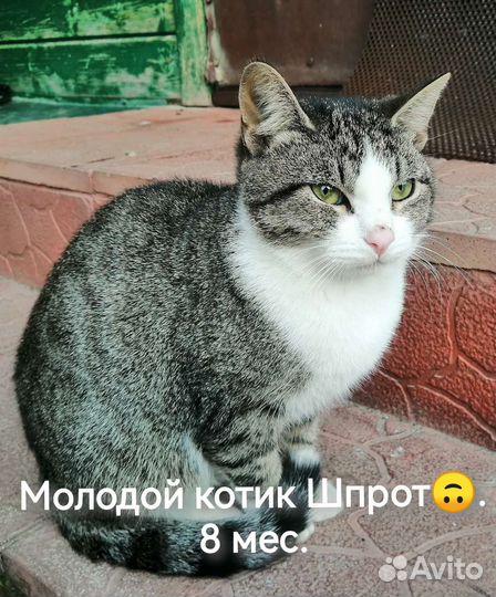 Молодой котик