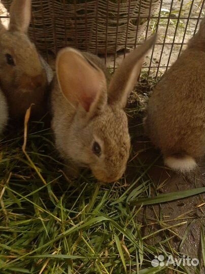 Кролики колифарниец и советская шиншила