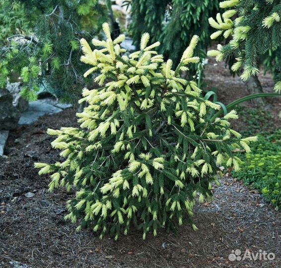 Ель обыкновенная 