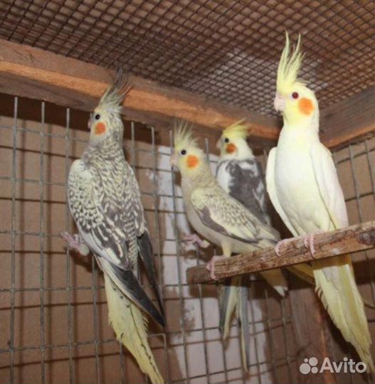 Малыши попугая карелла, большой выбор