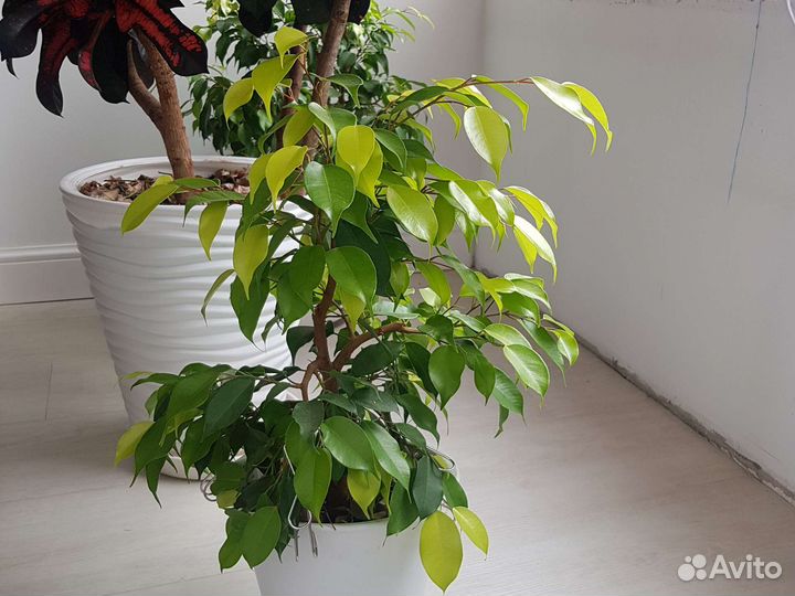 Фикус бенджамина