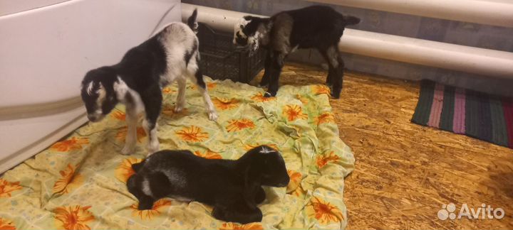 Козлята альпо-нубийской породы