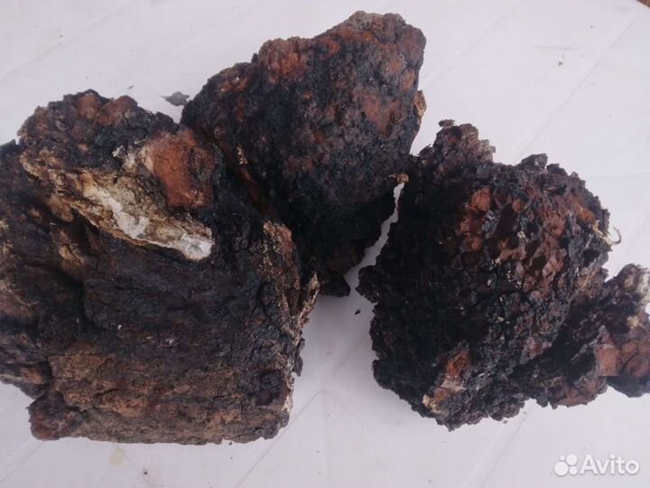 Продам чагу