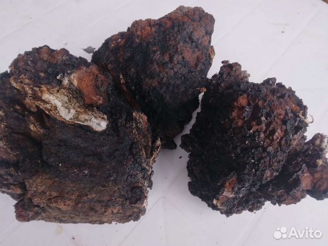 Продам чагу