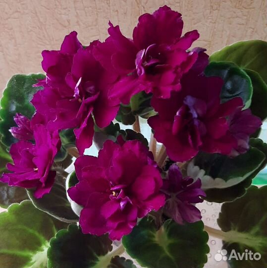 Фиалки, набор из 9-ти деток