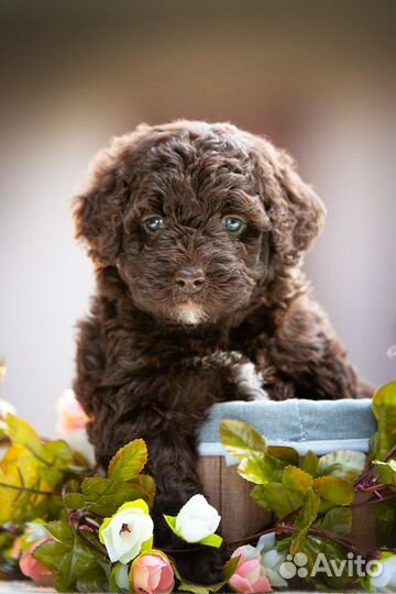 Испанская водяная собака (июль 2023)