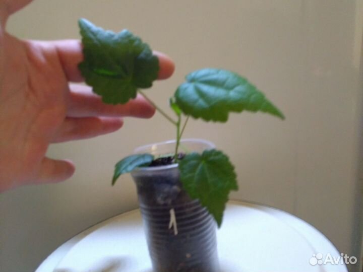 Клен комнатный абутилон