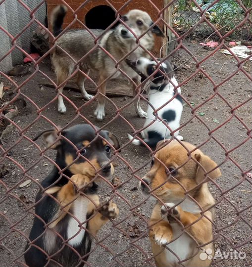 Щенок маленькой собаки