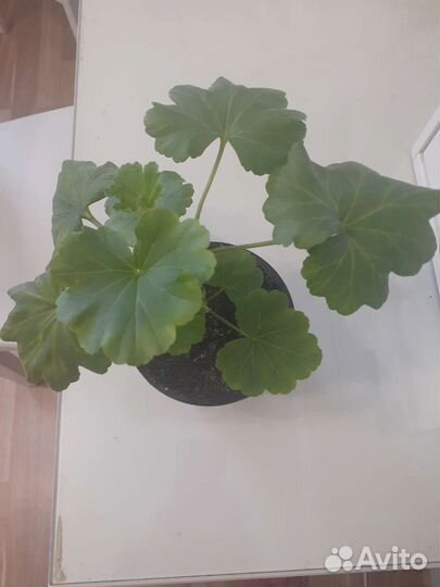 Пеларгония укорененные черенки