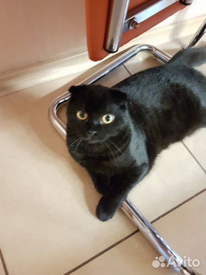 Шотландский вислоухий кот для вязки