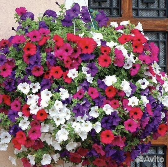 Петуния, декоративные цветы, семена