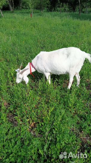 Коза дойная камори