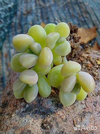 Суккуленты