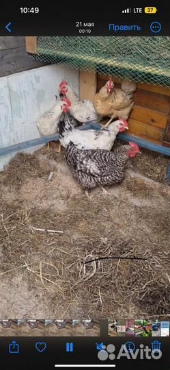 Куры несушки доминант