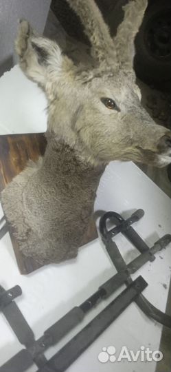 Чучело косули