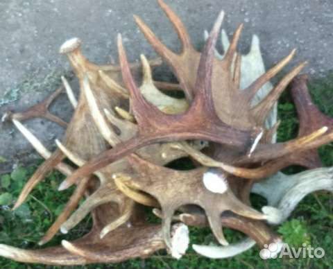 Рога лося оленя по кг или на вес (Horns Perm)