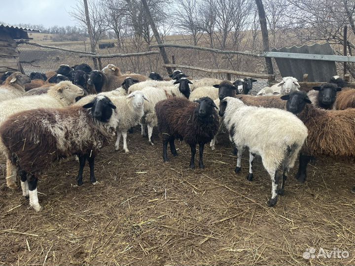 Овцы бараны