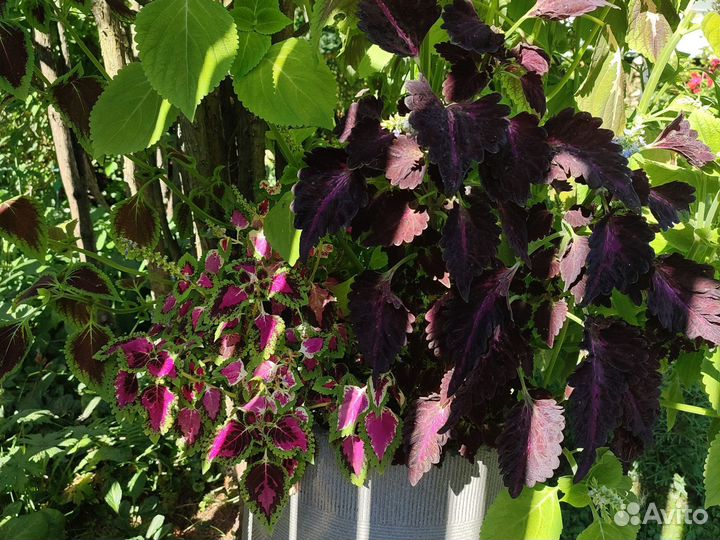 Колеус (крапивка)