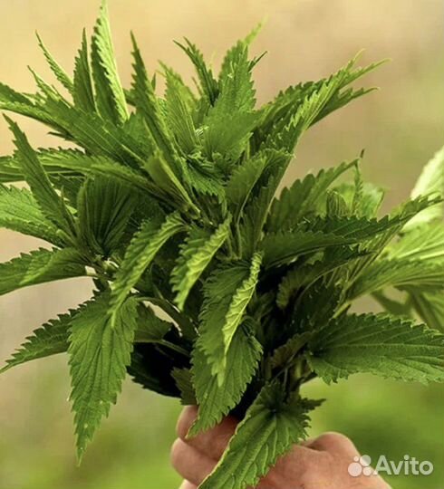 Крапива свежая