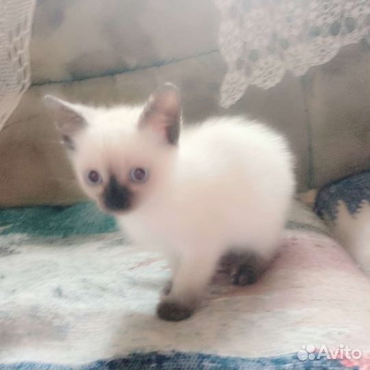 Котята