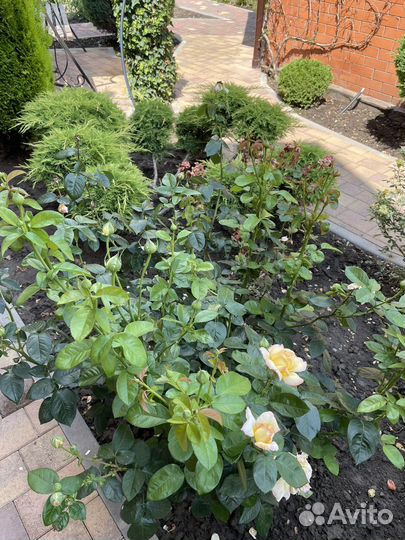 Растения уличные и экзотические