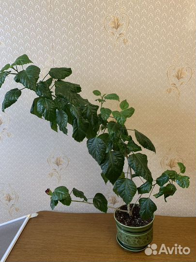 Гибискус китайская роза