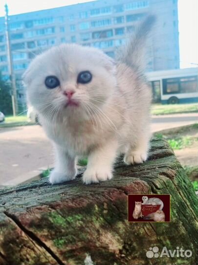 Шотландский мальчик