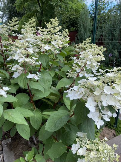 Гортензия вимс ред