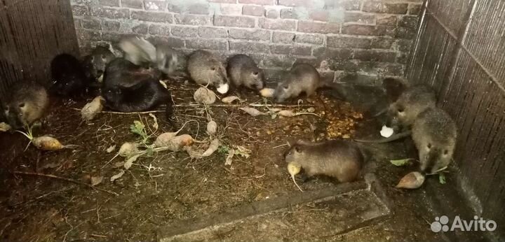 Нутрии самки