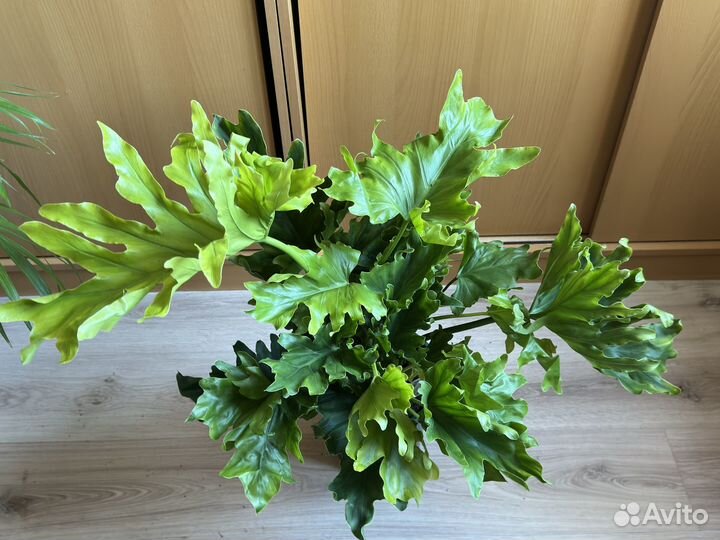 Филодендрон село