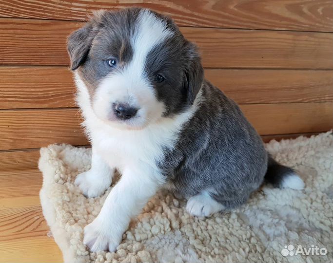 Бордер колли