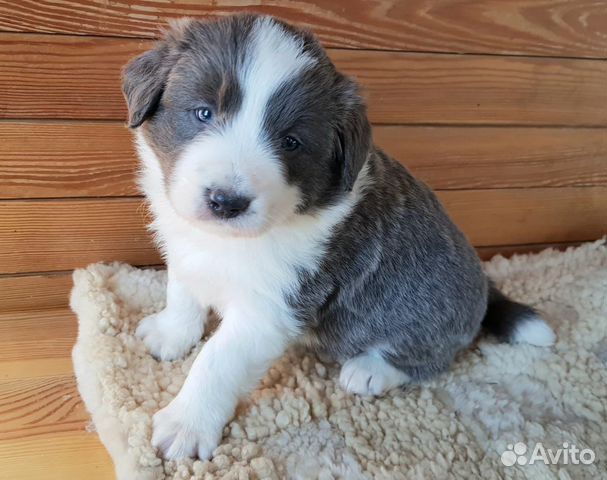 Бордер колли