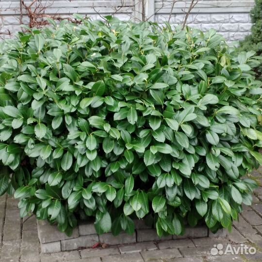 Вечнозелёная лавровишня