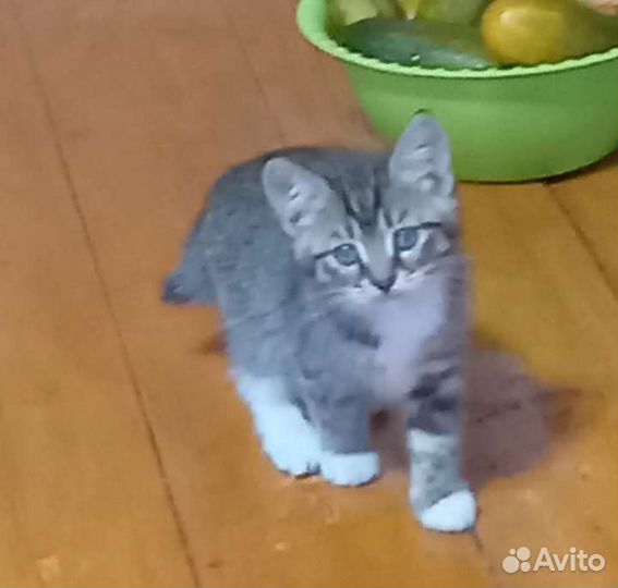 Кошка в дар