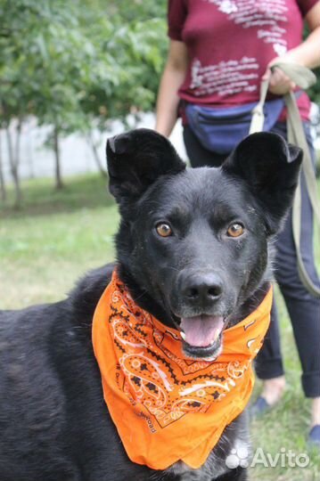 Красавец черныш Грант ждет своих родителей