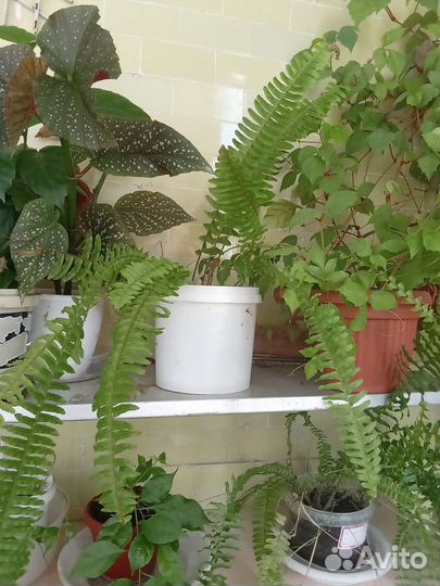 Папоротники.Сорта нефролепис др. Комнатные