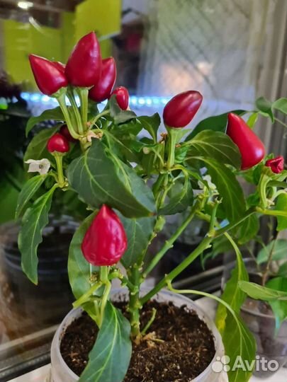 Семена растение перца мини острый комнатный