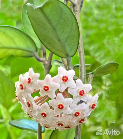 Хойя или восковик, вьюн комнатный