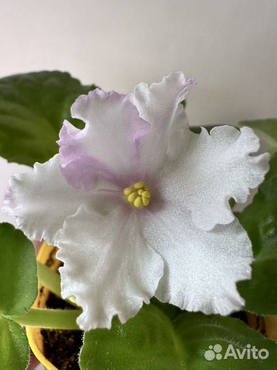 Глоксиния и фиалка