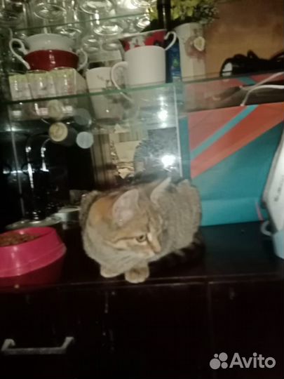 Котенок в добрые руки