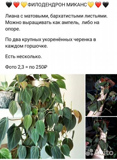 Комнатные растения