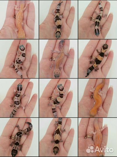 Гемитекониксы, ящерицы, гекконы