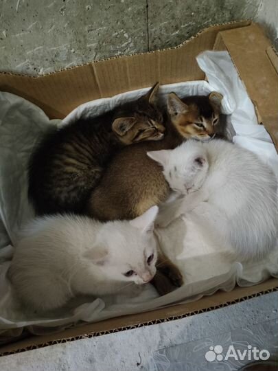 Кошка в дар