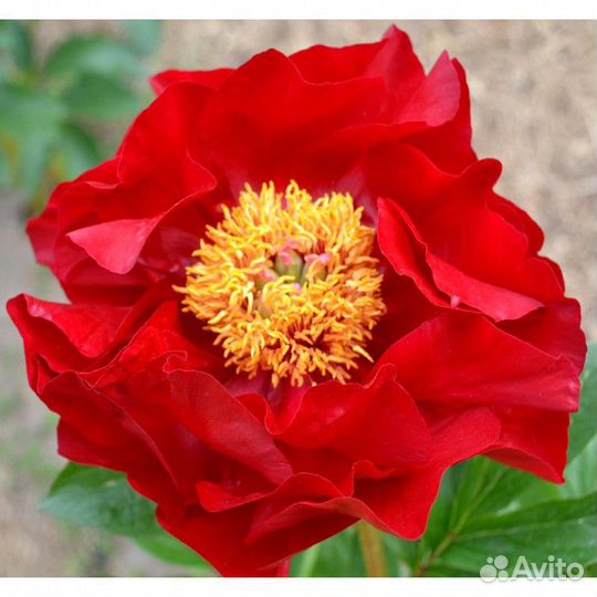 Пион Зе Макино Гранд