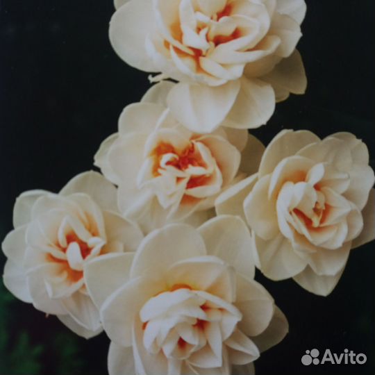 Луковицы сортовых нарциссов в миксе